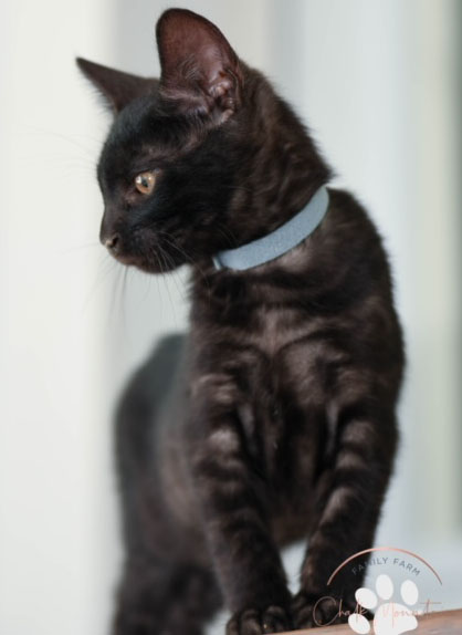 Snow Charcoal Bengal for sale near me